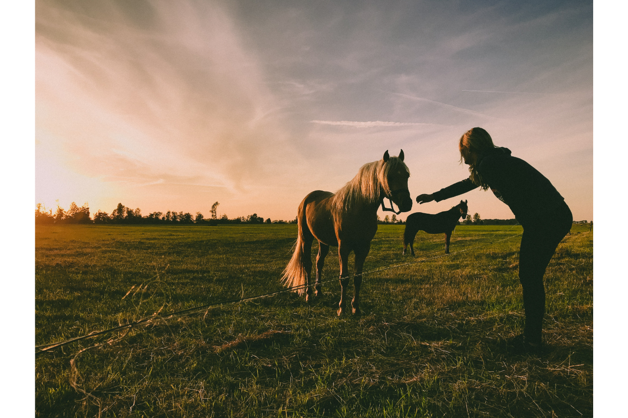 Konie i jeździectwo – niezwykła więź czujących istot