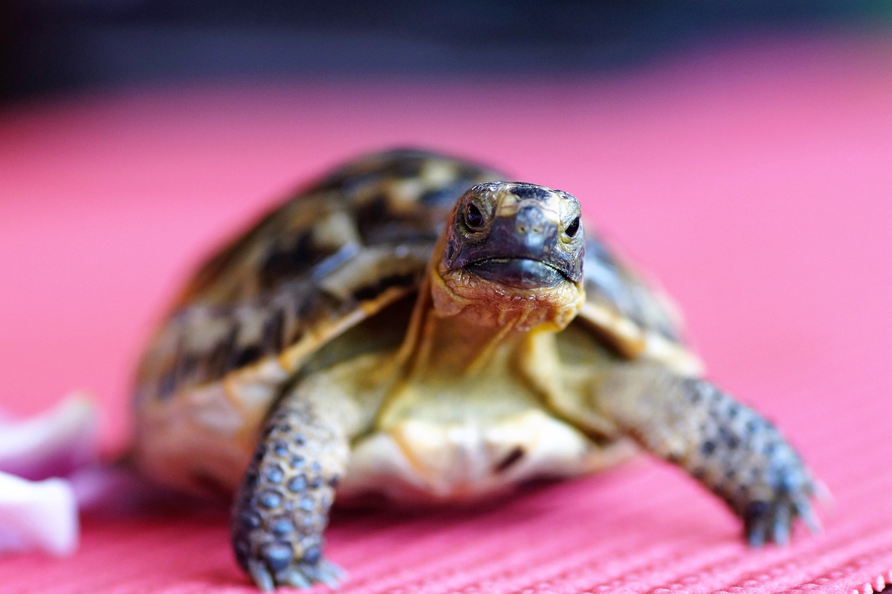 Zdrowe odżywianie żółwi – jak skomponować odpowiednią karmę?